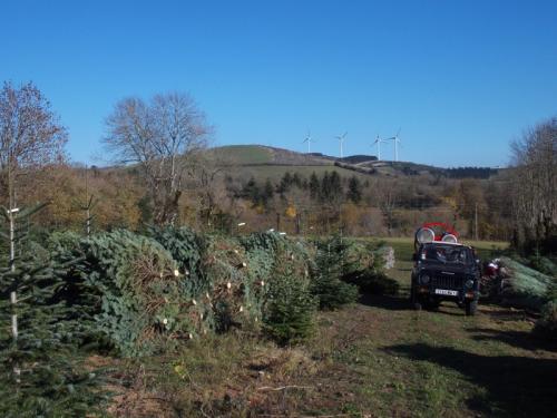 grossiste sapin de noel 2