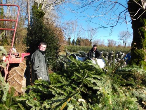 grossiste sapin de noel 6