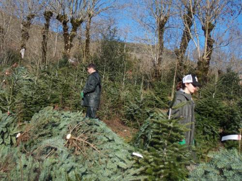 grossiste sapin de noel 7