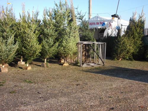 vente sapin de noel 1