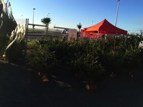 vente sapin de noel 3