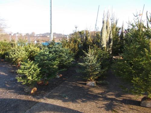 vente sapin de noel 5